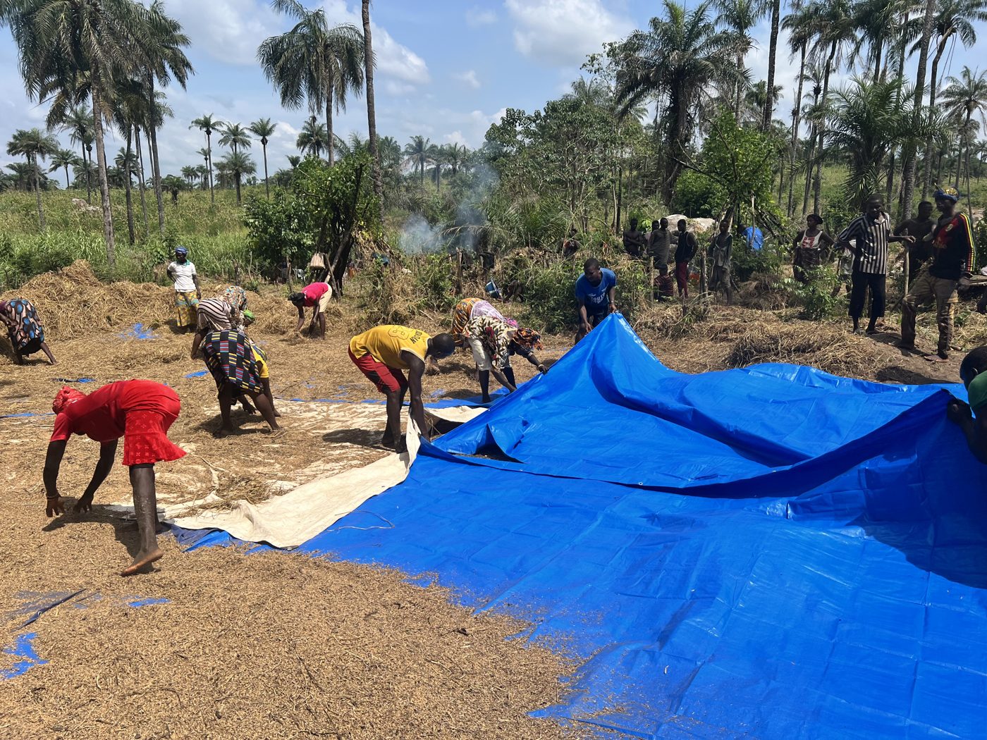 Community members drying rice on a tarpaulin