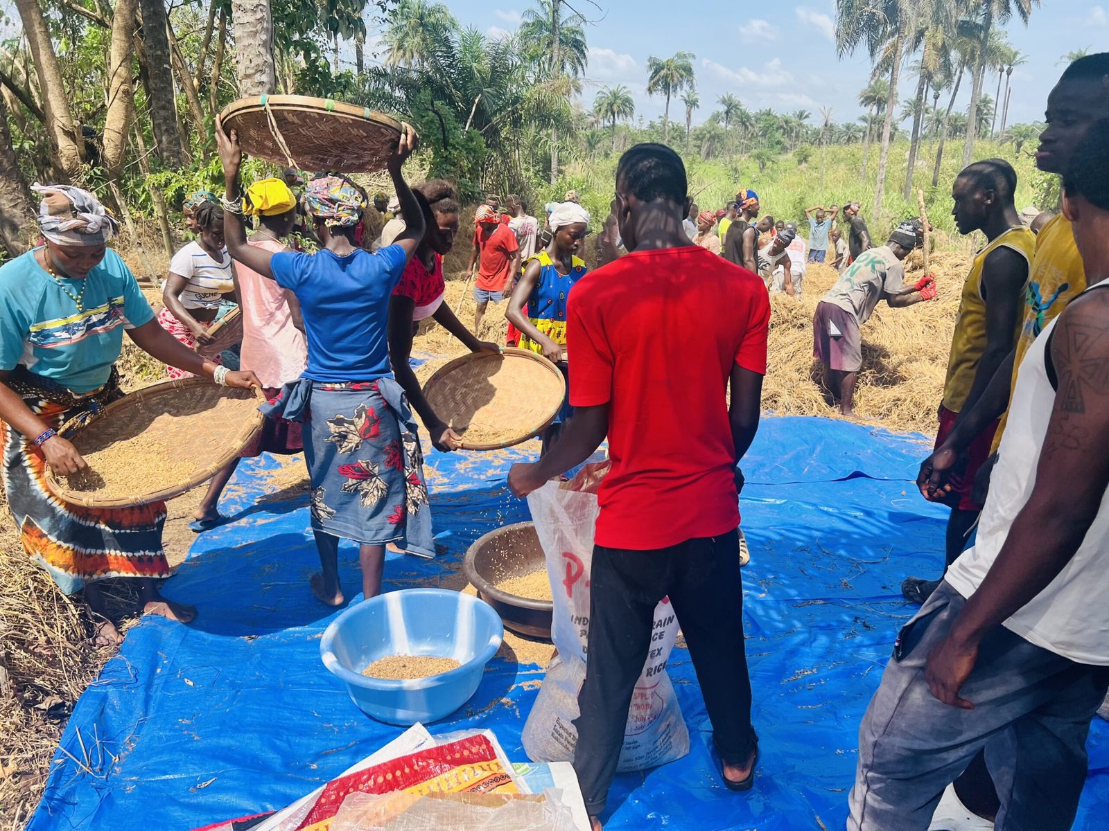 Community members winnowing rice on blue tarpaulins